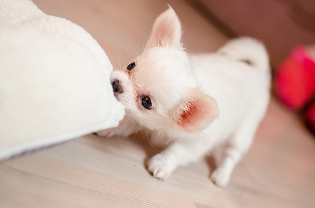 Chihuahua