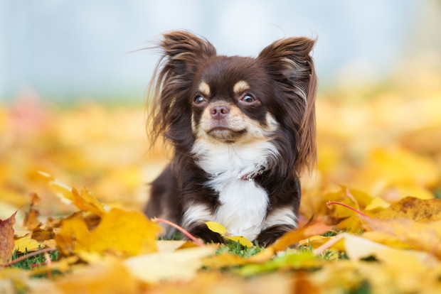 Chihuahua