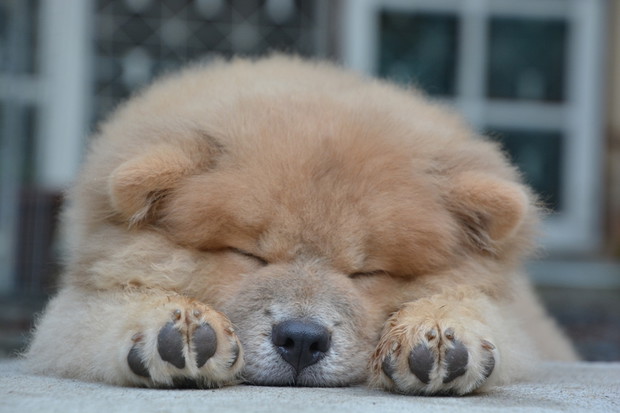 chow-chow