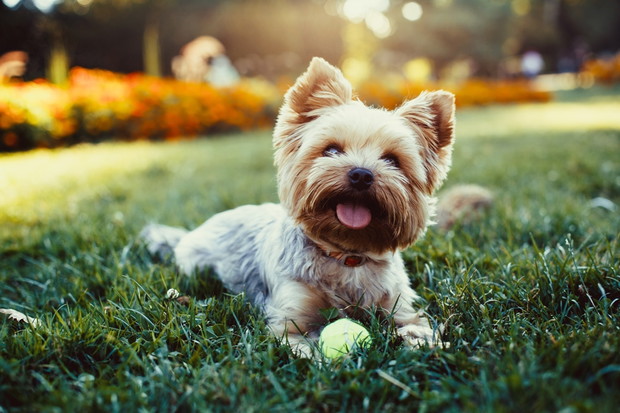 III miejsce: Yorkshire terrier