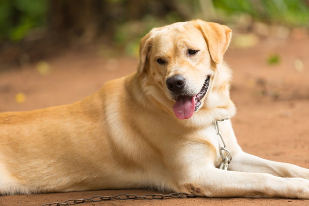 IV miejsce: Labrador retriever