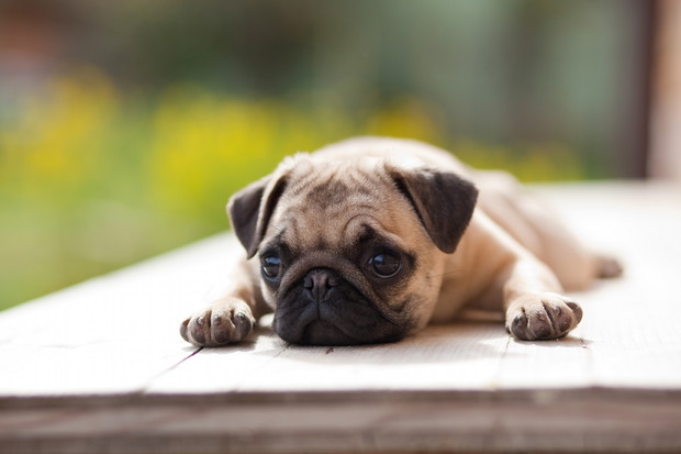 mops