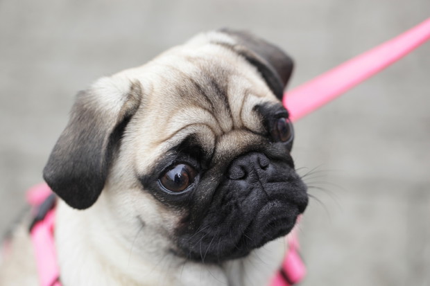 Mops