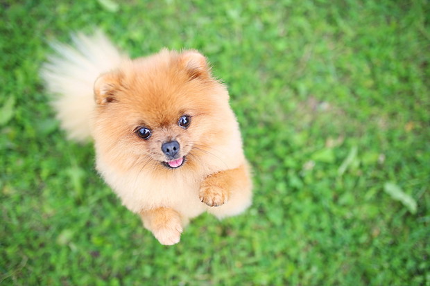 pomeranian