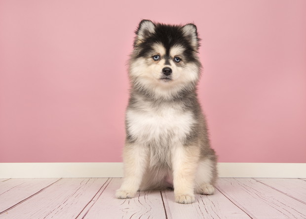 pomsky