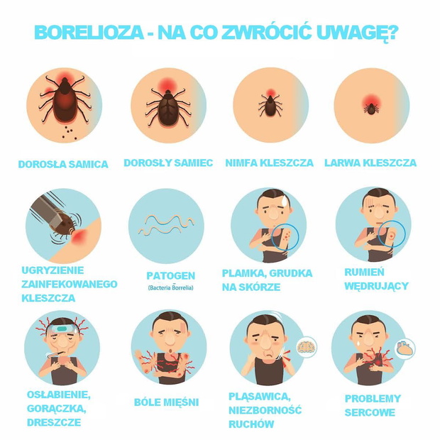 objawy-boreliozy-2434967-b1e1503