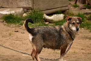 Będzie zakaz trzymania psów na łańcuchu? Jest już projekt konkretnej ustawy