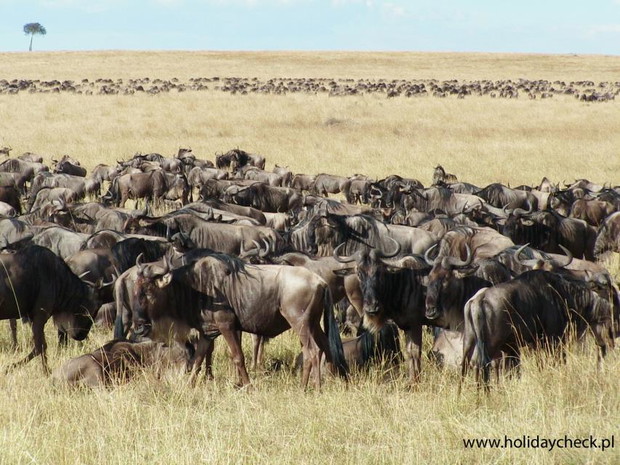 Stado-gnu-w-rezerwacie-Masai-Mara-Kenia-HC-30023ee
