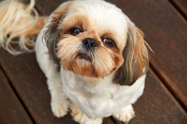 4. Shih tzu