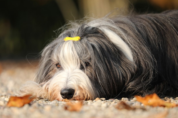 5. Bearded collie