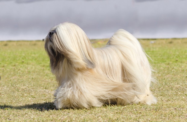 6. Lhasa apso