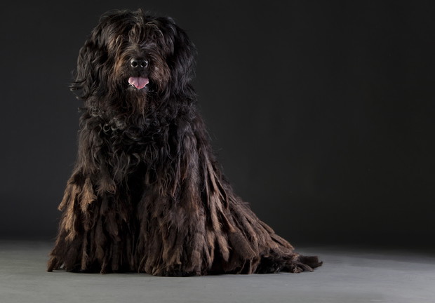 7. Bergamasco