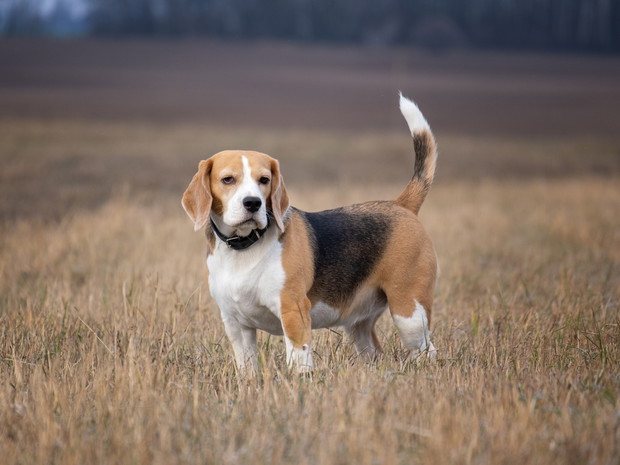 Najładniejsze psy - Beagle