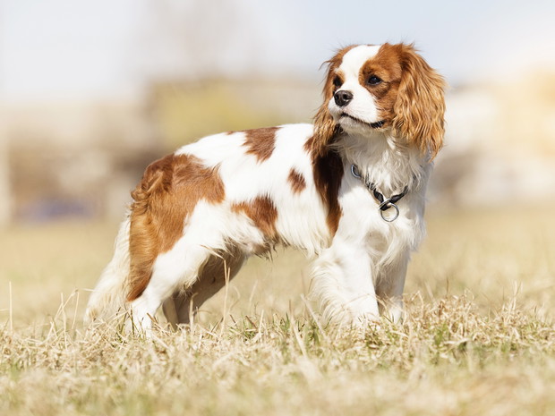 Najładniejsze psy - Cavalier kiing charles spaniel