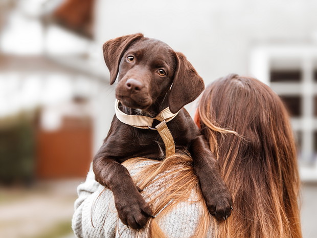Najładniejsze psy - Labrador retriever