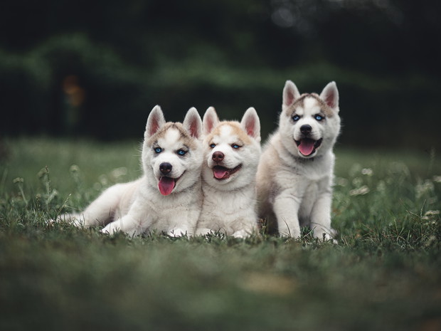 Najładniejsze psy - Siberian husky