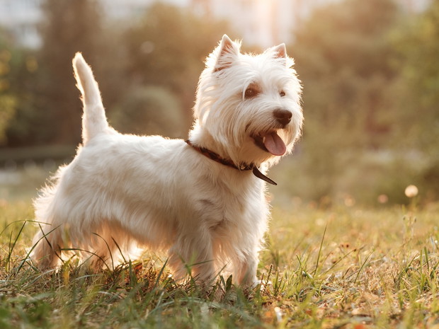 Najładniejsze psy - West highland white terrier