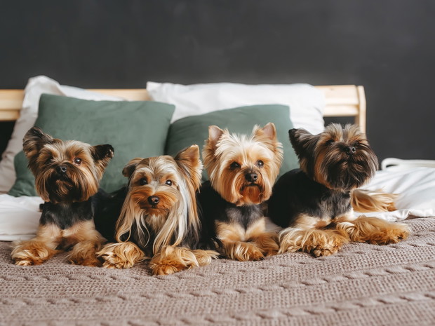 Najładniejsze psy - Yorkshire terrier
