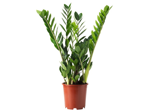 Zamioculcas, IKEA, cena 29,99 zł