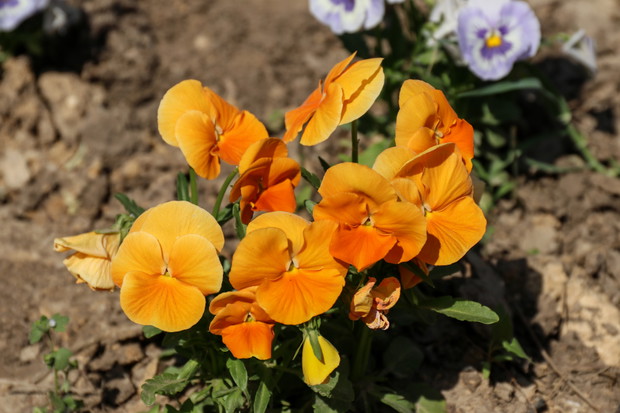 Bratki wielkokwiatowe Orange Sun