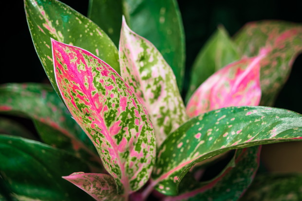 Rośliny oczyszczające powietrze - Aglaonema