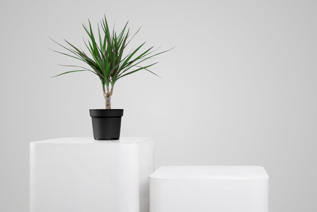Rośliny oczyszczające powietrze - Dracena