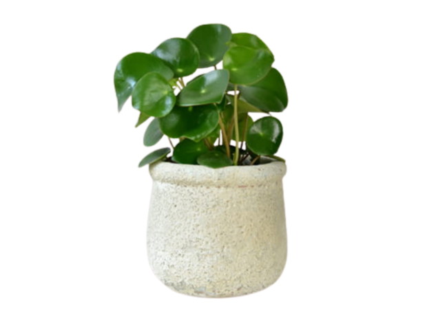 Peperomia polybotrya, Flowerexpress, cena 24 zł