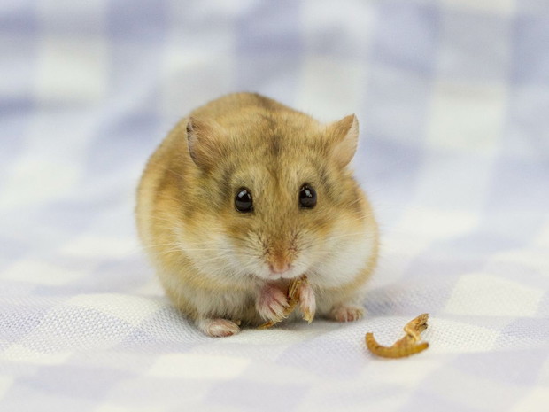 Chomik Campbell