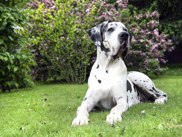 Rasy dużych psów: dog niemiecki arlekin