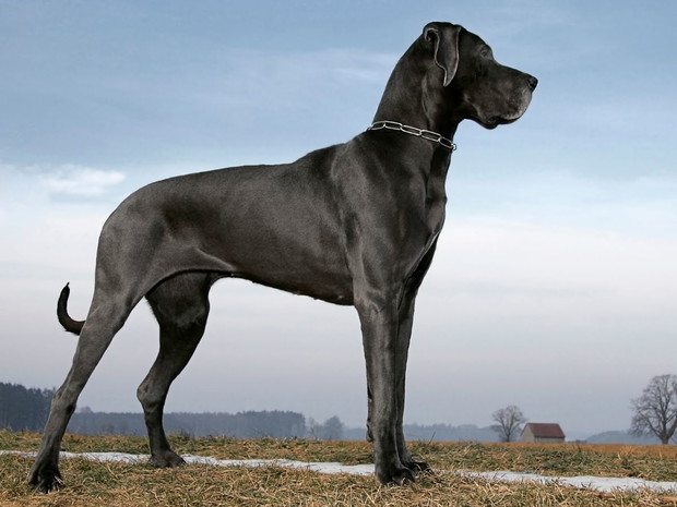 Rasy dużych psów: dog niemiecki