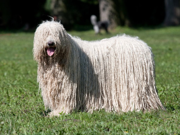 Rasy dużych psów: komondor