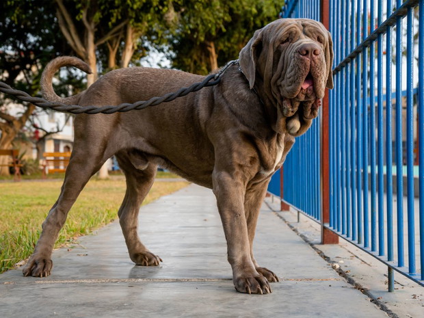 Rasy dużych psów: mastiff neapolitański