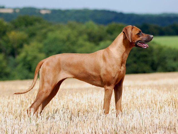 Rasy dużych psów: rhodesian ridgeback