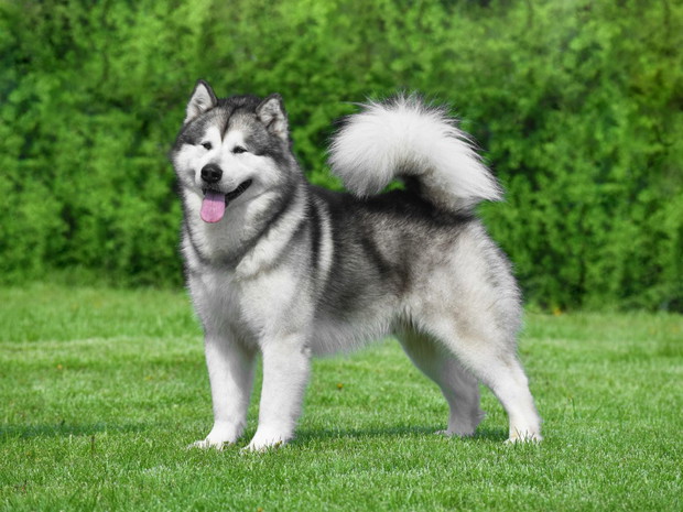 Najłagodniejsze psy dla dziecka: Alaskan Malamute