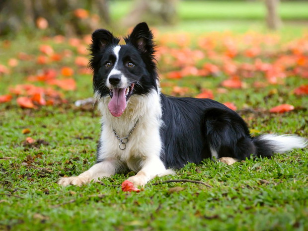 Najłagodniejsze psy dla dziecka: border collie
