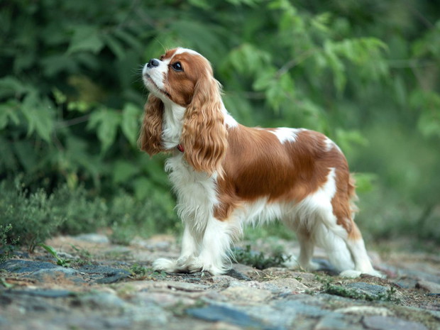 Najłagodniejsze psy dla dziecka: cavalier king charles spaniel