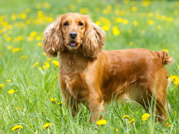Najłagodniejsze psy dla dziecka: cocker spaniel