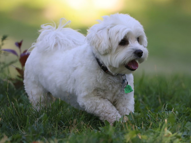 Najłagodniejsze psy dla dziecka: Coton de tulear