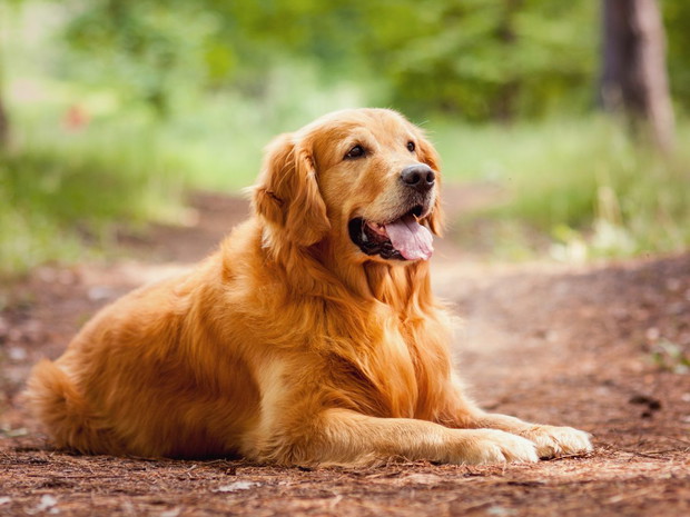 Najłagodniejsze psy dla dziecka: golden retriever