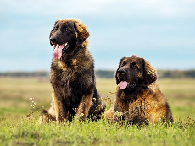 Najłagodniejsze psy dla dziecka: Leonberger