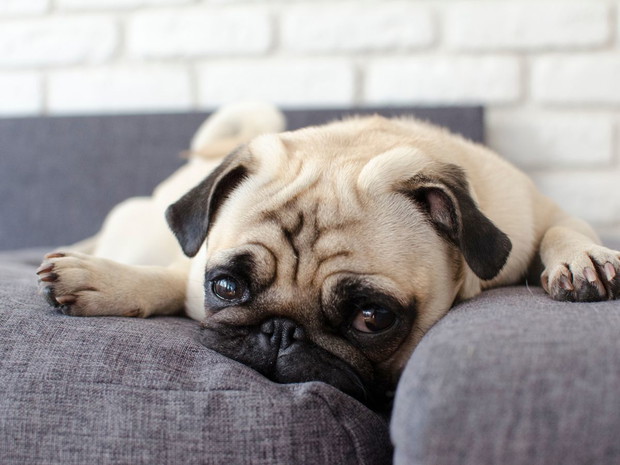 Najłagodniejsze psy dla dziecka: mops