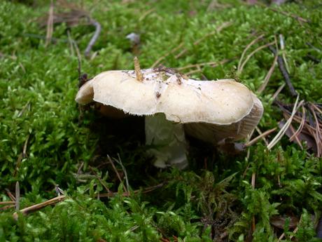 Płachetka zwyczajna (Cortinarius caperatus)