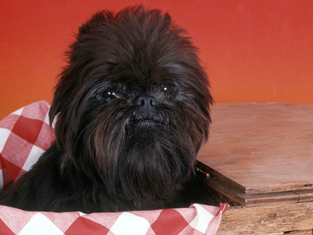 Najbrzydsze psy świata: affenpinscher