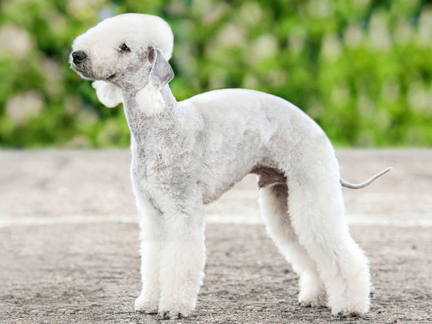 Najbrzydsze psy świata: bedlington terrier