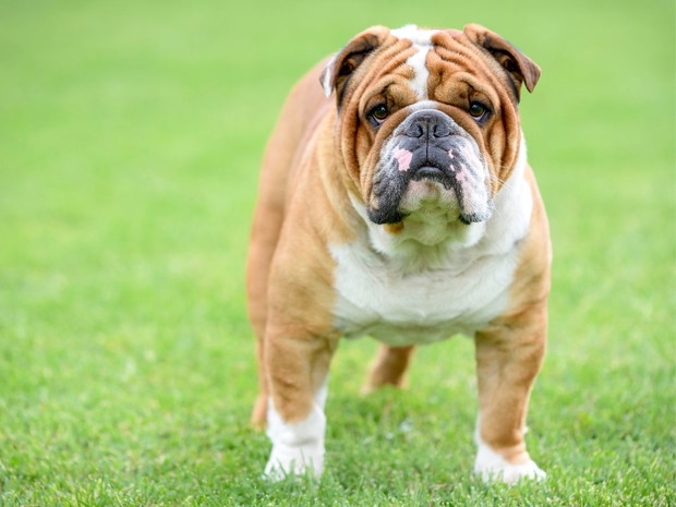Najbrzydsze psy świata: buldog angielski
