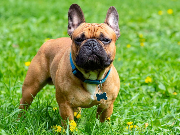 Najbrzydsze psy świata: buldog francuski