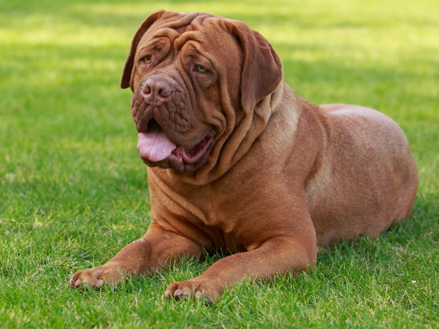 Najbrzydsze psy świata: dog de bordeaux