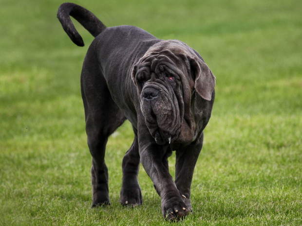 Najbrzydsze psy świata: mastiff neapolitański