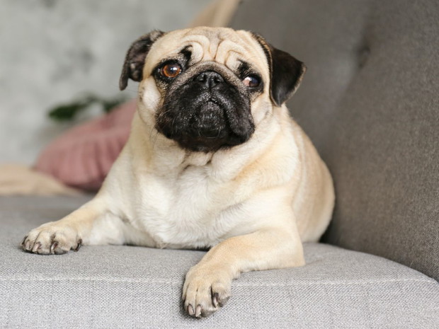 Najbrzydsze psy świata: mops
