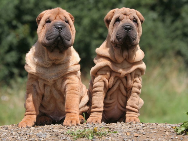 Najbrzydsze psy świata: shar pei